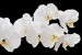 Wallpapers mural white orchids on black background