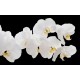Wallpapers mural white orchids on black background