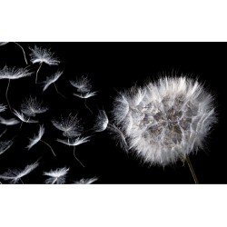 Photo mural dandelion in black background