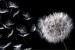 Photo mural dandelion in black background