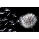 Photo mural dandelion in black background Photo mural dandelion in black background
