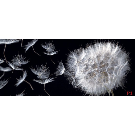 Photo mural dandelion in black background Photo mural dandelion in black background