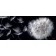 Photo mural dandelion in black background Photo mural dandelion in black background