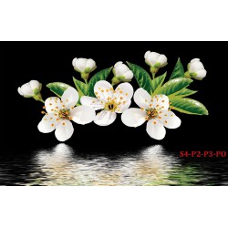 Wallpapers mural white spring blossom on a black background