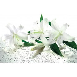 Wallpapers mural white lilies of background water drops