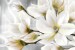Photo mural abstract composition with magnolia macro