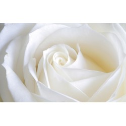 Photo mural rose macro white 2