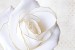 Photo mural large white rose with a gold border