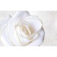 Photo mural large white rose with a gold border Photo mural large white rose with a gold border
