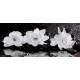 Wallpapers mural red roses and black spa stones