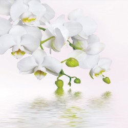 Wall mural orchid twig over water in 2 colours