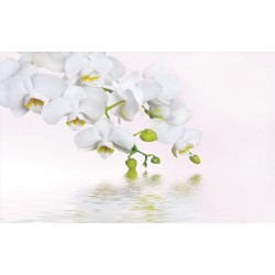 Wall mural orchid twig over water in 2 colours
