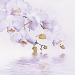 Wall mural orchid twig over water in 2 colours