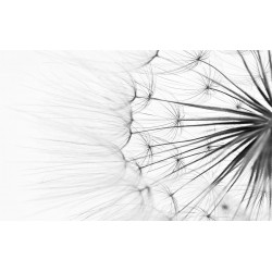 Wallpapers mural dandelion in grey gamut