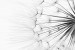 Wallpapers mural dandelion in grey gamut