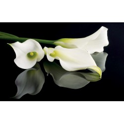 Photo mural white flowers on a black background mirror Photo mural white flowers on a black background mirror
