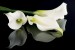 Photo mural white flowers on a black background mirror