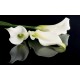 Photo mural white flowers on a black background mirror Photo mural white flowers on a black background mirror