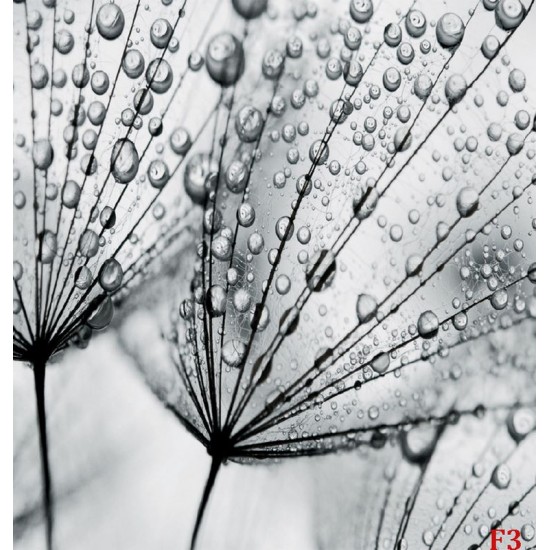 Photo mural grey dandelion with water drops