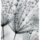 Photo mural grey dandelion with water drops
