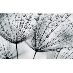 Photo mural grey dandelion with water drops Photo mural grey dandelion with water drops