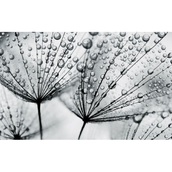 Photo mural grey dandelion with water drops
