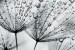 Photo mural grey dandelion with water drops