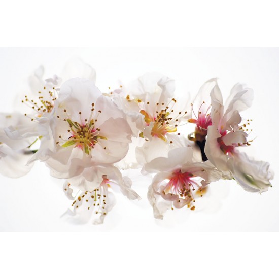 Wallpapers mural gentle scene of faery with spring colours Wallpapers mural gentle scene of faery with spring colours