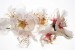 Wallpapers mural gentle scene of faery with spring colours