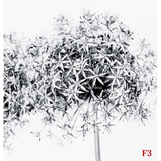 Wallpapers mural blossoms in grey gamut