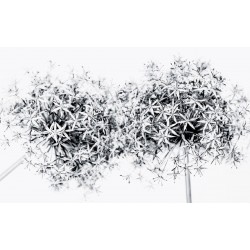 Wallpapers mural blossoms in grey gamut