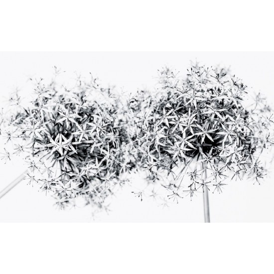 Wallpapers mural blossoms in grey gamut