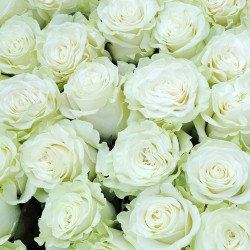 Wall murals a wall of white roses