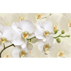 Photo mural twig white orchid on the background cream