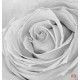 Wallpapers mural big gray rose