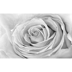 Wallpapers mural big gray rose