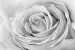 Wallpapers mural big gray rose