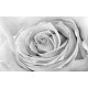 Wallpapers mural big gray rose