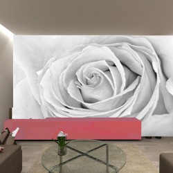 Wallpapers mural big gray rose Wallpapers mural big gray rose