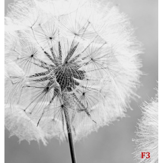 Photo mural delicate dandelion in grey gamut Photo mural delicate dandelion in grey gamut