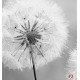 Photo mural delicate dandelion in grey gamut Photo mural delicate dandelion in grey gamut