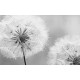 Photo mural delicate dandelion in grey gamut Photo mural delicate dandelion in grey gamut