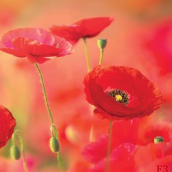Wallpapers mural beautiful poppies blurred effect Wallpapers mural beautiful poppies blurred effect