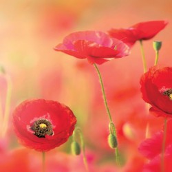 Wallpapers mural beautiful poppies blurred effect