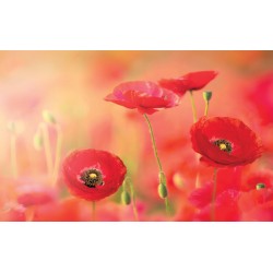 Wallpapers mural beautiful poppies blurred effect