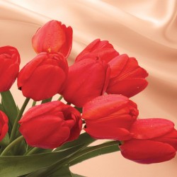 Wallpapers mural red tulips on a background of silk