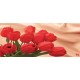 Wallpapers mural red tulips on a background of silk