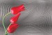Wallpapers mural red tulips on gray figural background