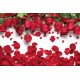 Wallpapers beautiful roses and hearts light background 