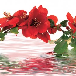 Wallpapers mural branch red color with water reflection